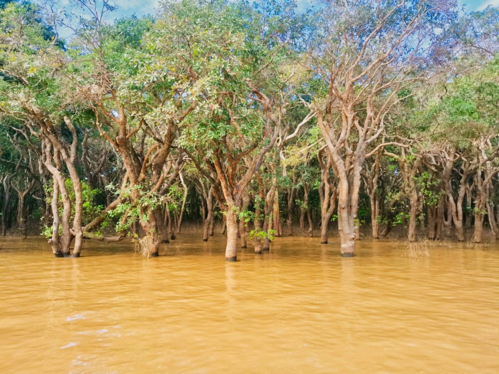 Mangrovenwald im Wasser